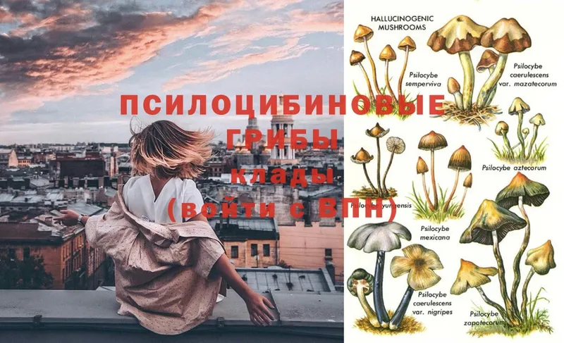 Галлюциногенные грибы Psilocybe  купить наркоту  Астрахань 